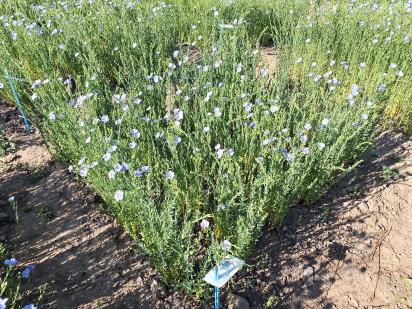 Click for 1 image(s) for this accession.